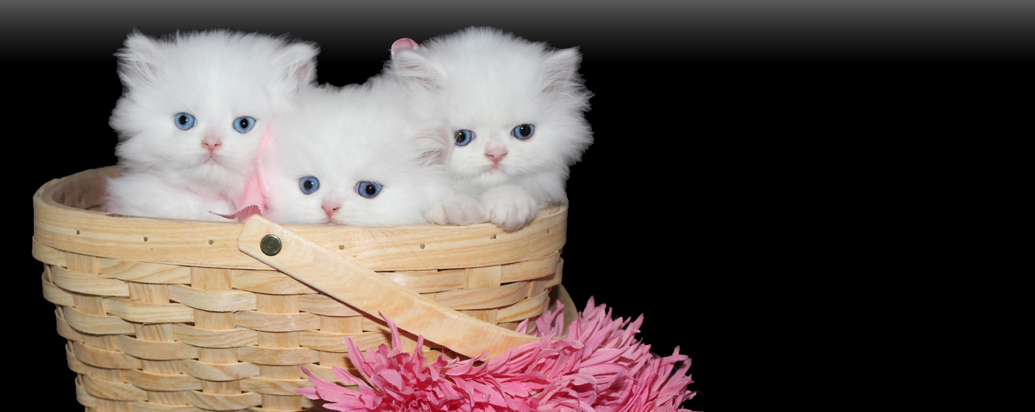 Home Teacup Persian Kittens for Sale, Persian Kittens Florida, Doll Face