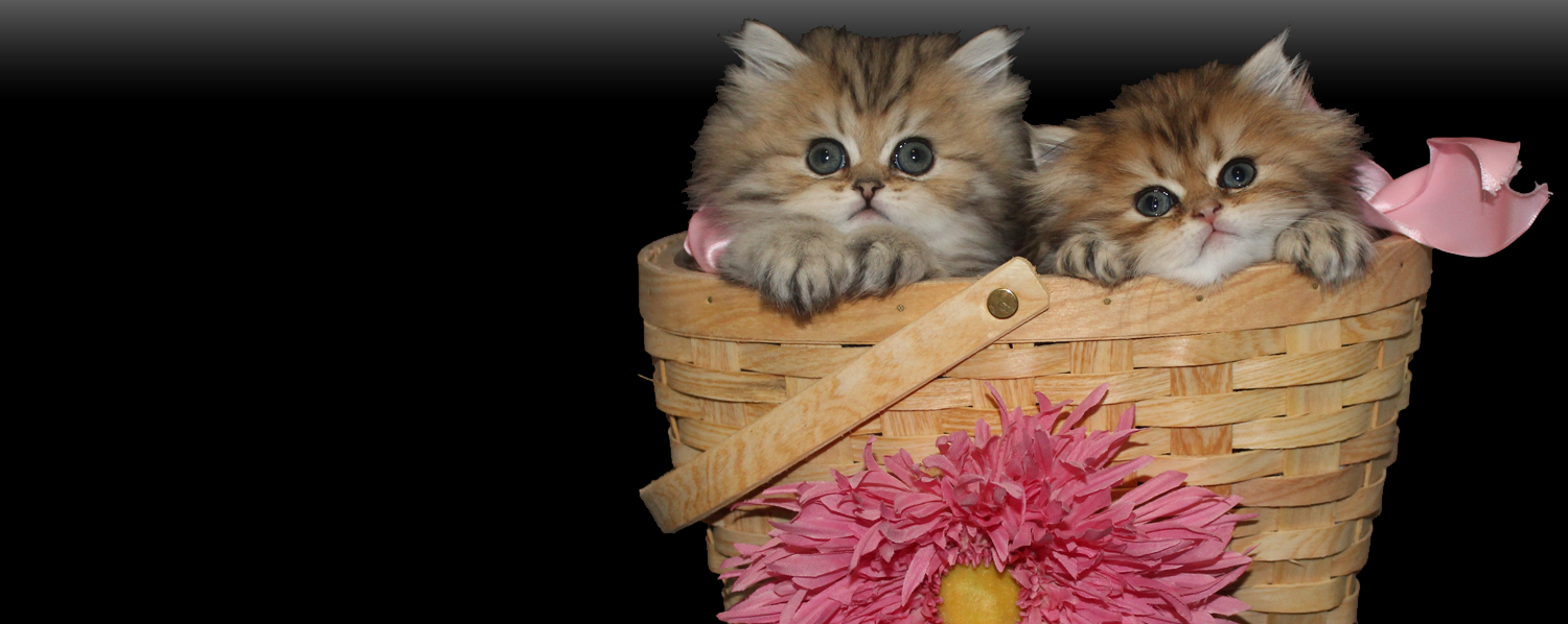 Home Teacup Persian Kittens for Sale, Persian Kittens Florida, Doll Face Golden
