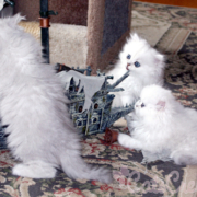 3-persian-kittens-whit-ship