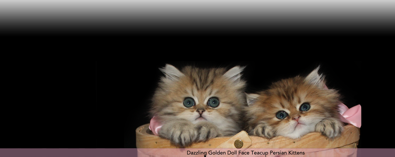 doll faced golden Persian kittens for sale