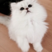 Cupcake-Doll-Faced-Persian-Kitten-closeup