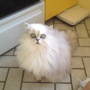 adopted-Doll-Faced-Persian-Cat-Claudius