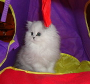 cute persian kitten in cat bed