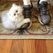 adopted-Doll-Faced-Persian-Kitten-Sterling