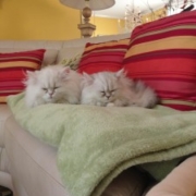 Persian-Kittens-of-CatsCreation