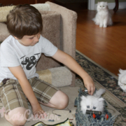Ethan-playing-with-kittens-pirate-ship