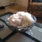 Furby Persian laying on bowl