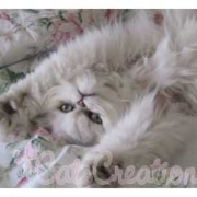 Fluffy upside down adopted kitty