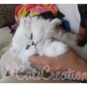 cute picture of Taz the persian