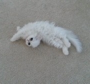 Isabella-Persian-Kitten-laying-out