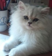 Aurther-adopted-Doll-Faced-Persian-Cat-posing