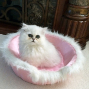 Lola-Doll-Faced-Persian-kitty-on-pink-bed