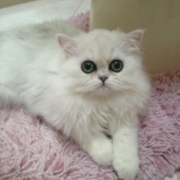 Doll-Faced-Teacup-Persian-Kitten-Mia