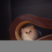 Milo-Doll-Faced-Persian-Kitten-in -tunnel