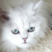 Milo-Doll-Faced-Persian-Kitten-of-CatsCreation