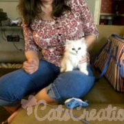 adopted persian kittens monroe w owner