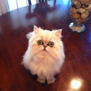 adopted-Persian-Cat-Halo