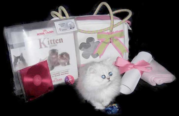 Teacup Persian Kitten Starter Kit - Cats Creation