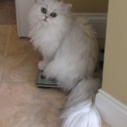 adopted-Sammy-Doll-Faced-Persian-Cat