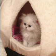 savvy adopted kitten in tepee