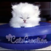 Take a peak at our Florida Persian candid photos persian kitten sleeping in toy