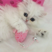 Teacup-Persian-Kitten-Fanny-of-CatsCreation