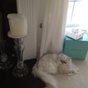 Teacup-Persian-Kitten-Princess-Hello-Kitty-laying-around