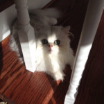 Adopted Persian Kittens-Shasta and St Faustina 