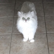 Ghost persian cat on tile floor