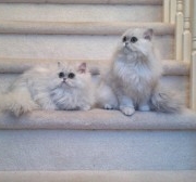 Tia-and-Lexi-Persian-kittens-together
