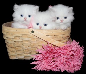 Baby doll outlet kittens for sale