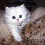 Florida Persian kitten little poser