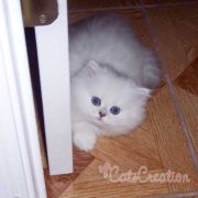 chinchilla-persian-peeking-from-behind-door