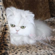 Florida Persian kitten emma