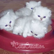four-tiny-persian-kittens-cuddle-on-toy