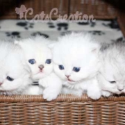 four-tiny-silver-persians-in-a-basket