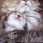 Florida Persian kitten mommy and golden baby to gether