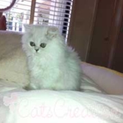kyan shaded silver persian kitten on bed