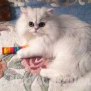 adopted matte chinchilla silver persian kitten teacup