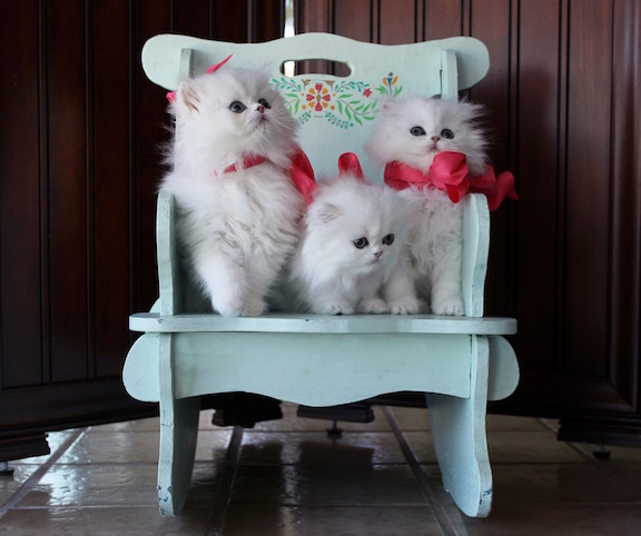 teacup-kittens-for-sale