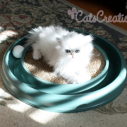 persian-kitten-lying-on-toy