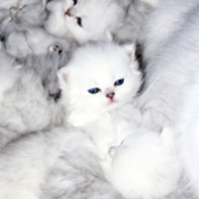 persian-kittens-in-a-pile