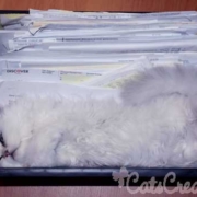 persian-kittens-sleeps-in-file-box