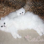 Take a peak at our Florida Persian kitten mommy and babies snuggling