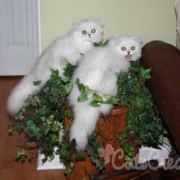 Florida Persian kitten on plant