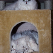 Florida Persian kitten babies in tunnel
