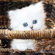 Florida Persian kitten in basket