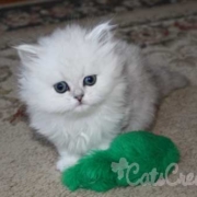 Florida Persian kittens with green toy