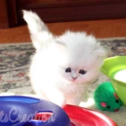 Take a peak at our Florida Persian kittens persian kitten playing with toys
