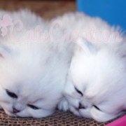 Florida Persian kittens sleeping together